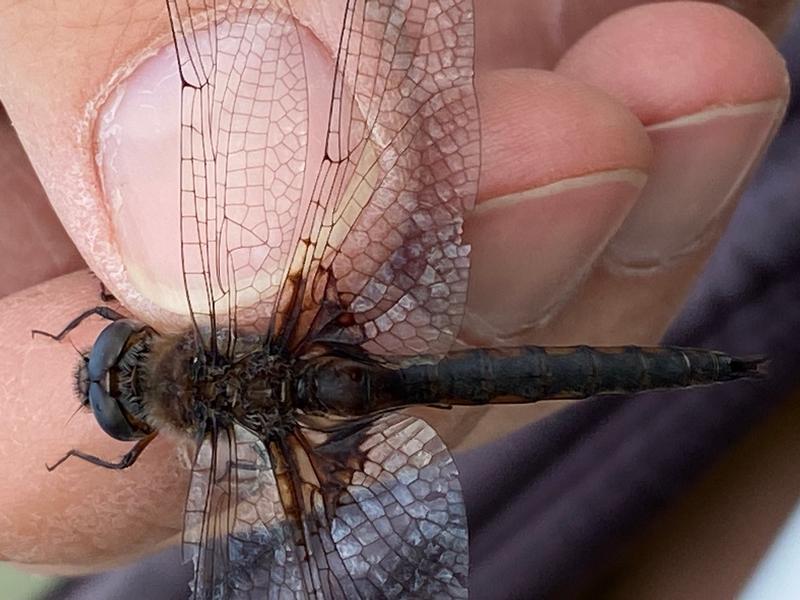 Photo of Common Baskettail