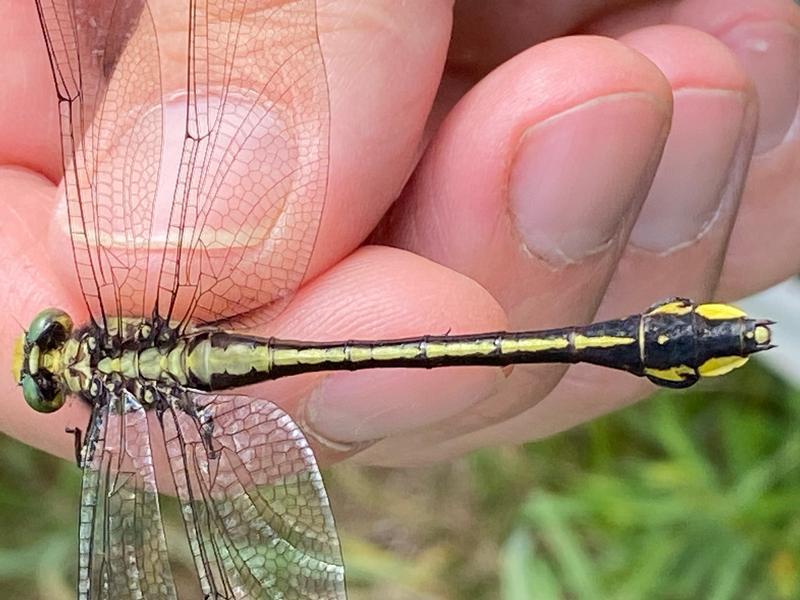 Photo of Skillet Clubtail