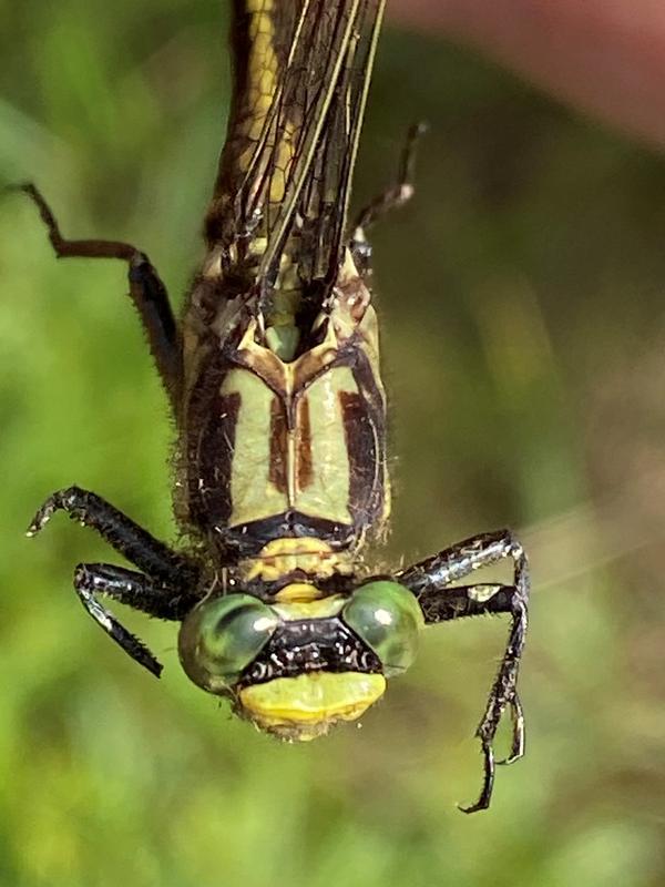 Photo of Skillet Clubtail