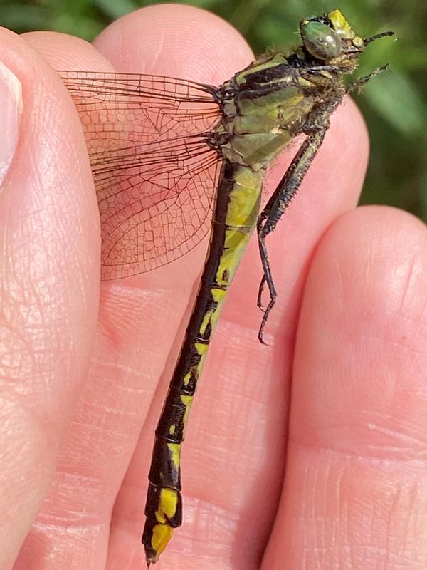 Photo of Skillet Clubtail