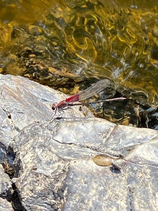 Photo of American Rubyspot