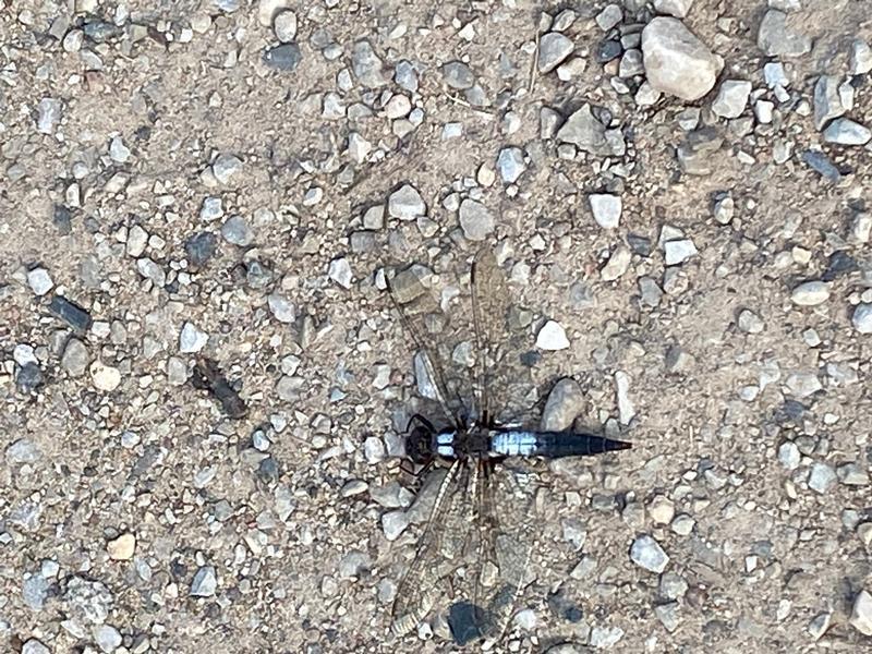 Photo of Chalk-fronted Corporal