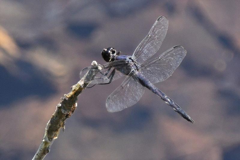 Photo of Slaty Skimmer