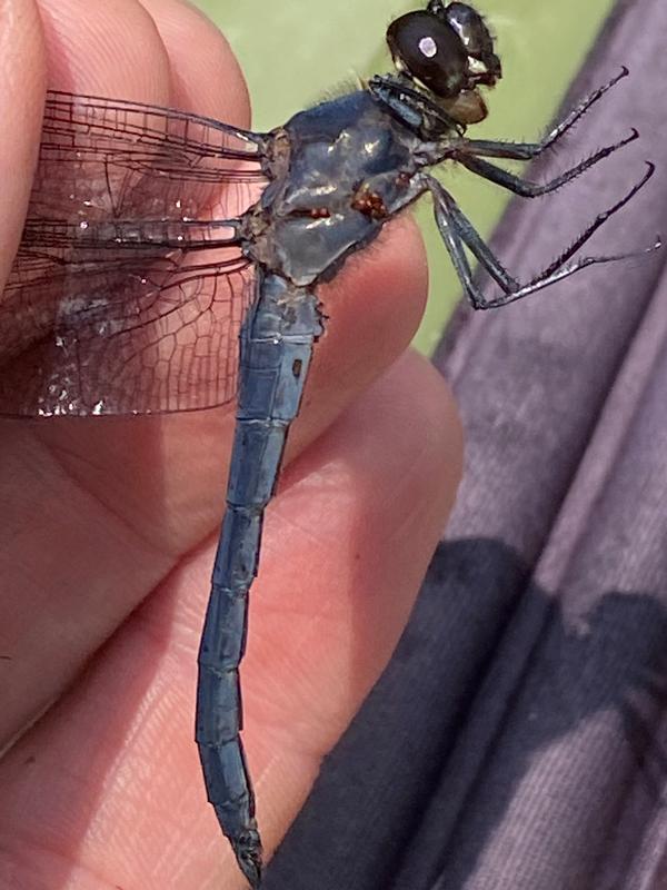 Photo of Slaty Skimmer