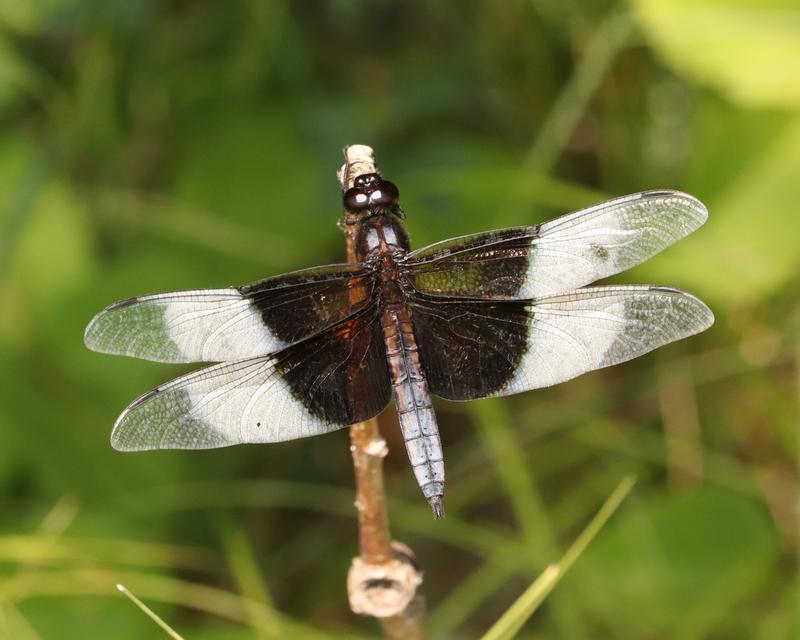 Photo of Widow Skimmer