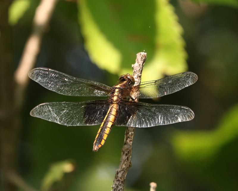 Photo of Widow Skimmer