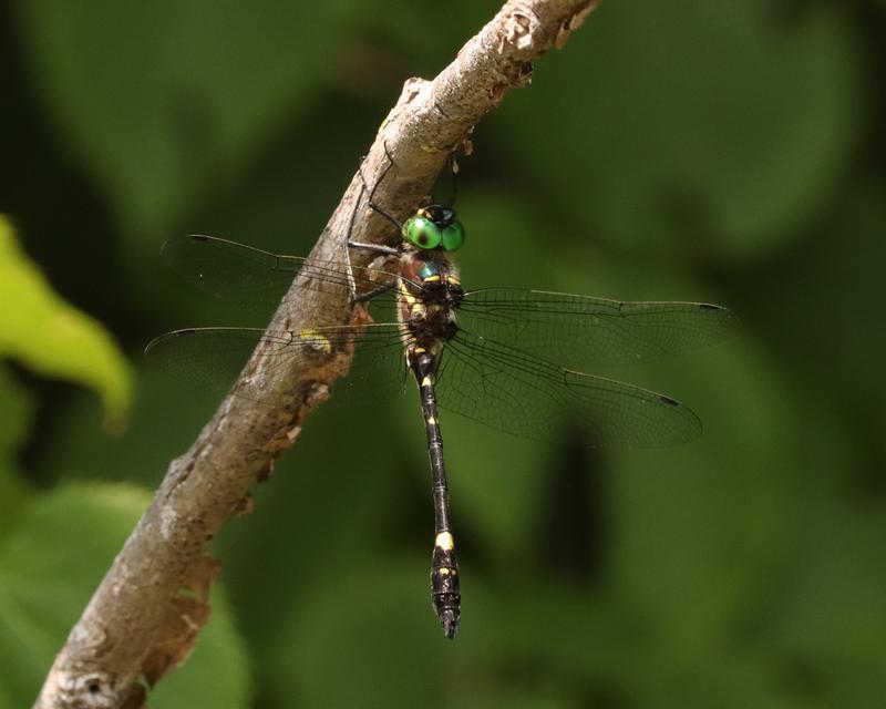 Photo of Swift River Cruiser (Illinois River Cruiser ssp.)