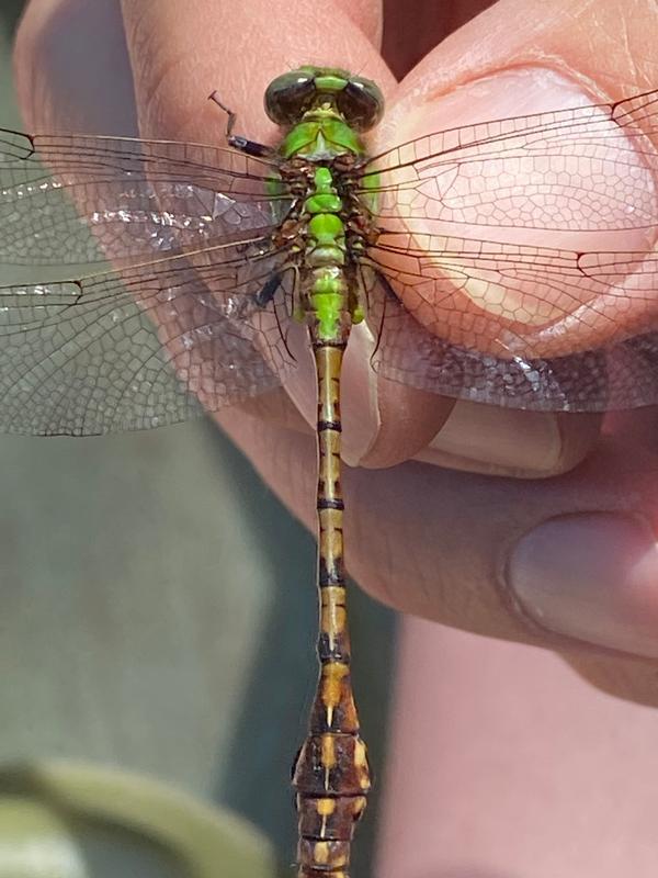 Photo of Rusty Snaketail