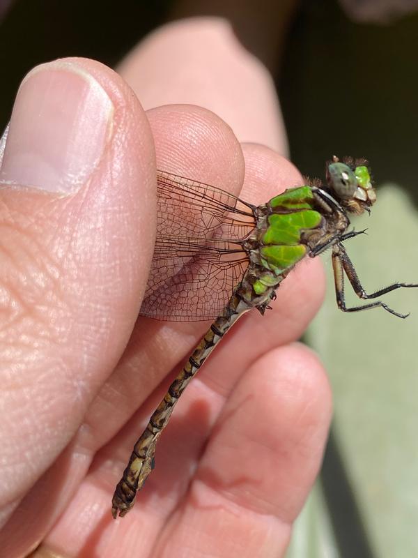 Photo of Rusty Snaketail