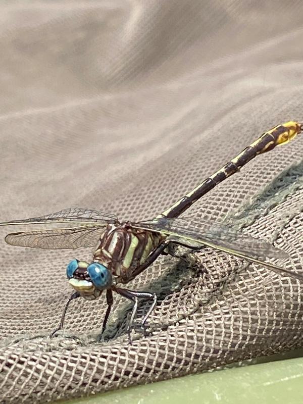 Photo of Lancet Clubtail