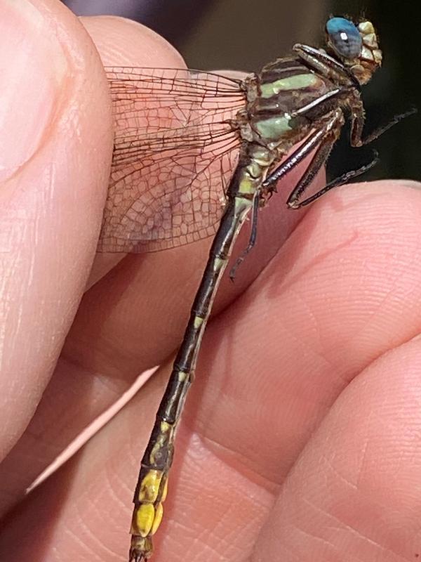 Photo of Lancet Clubtail