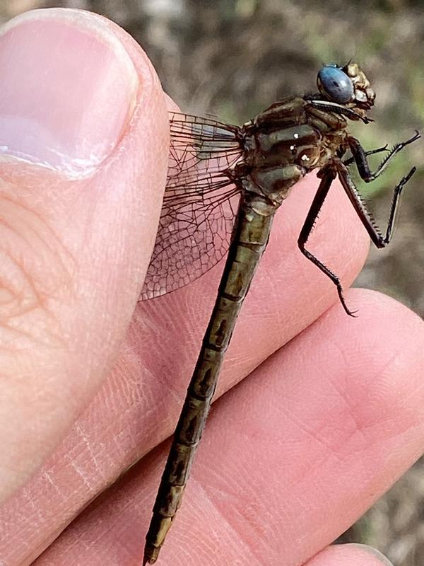 Photo of Dusky Clubtail