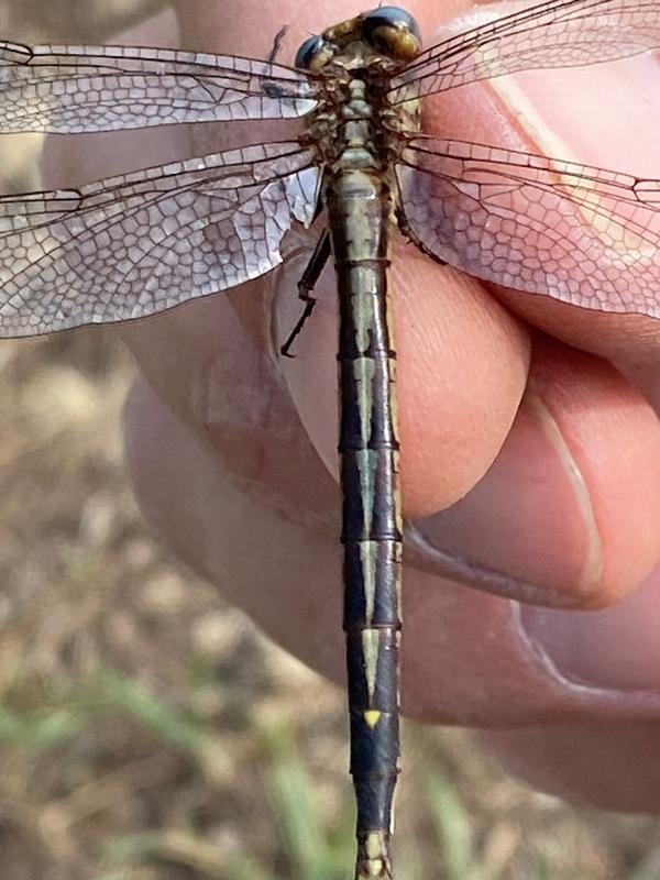 Photo of Dusky Clubtail