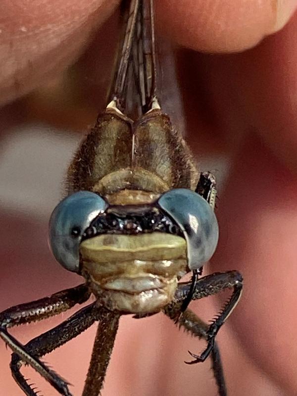 Photo of Dusky Clubtail