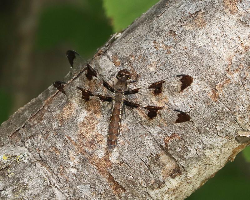 Photo of Common Whitetail