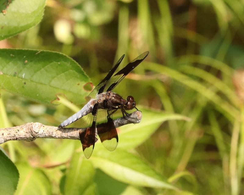 Photo of Common Whitetail