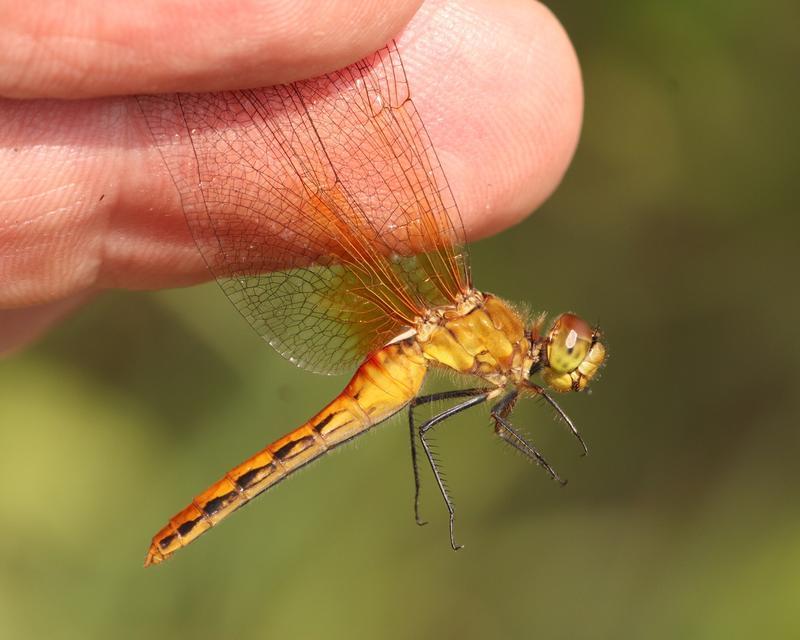 Photo of Cherry-faced Meadowhawk