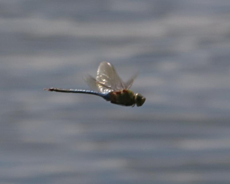 Photo of Common Green Darner