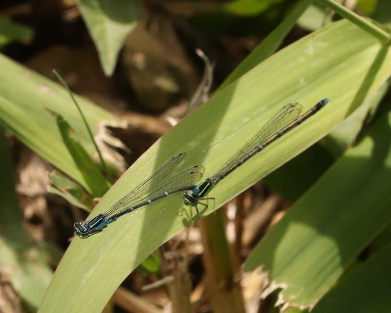 Photo of Stream Bluet