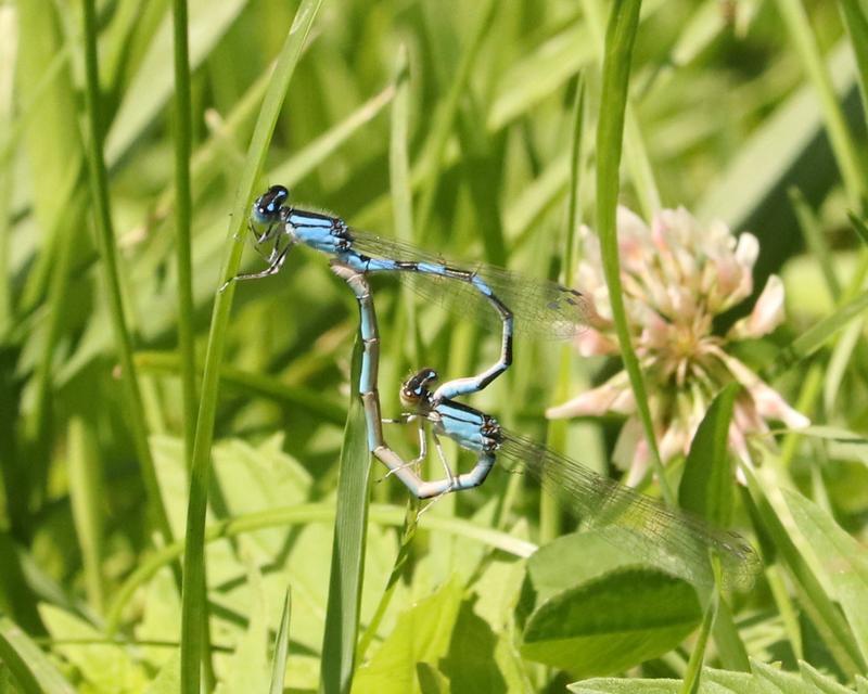 Photo of Tule Bluet