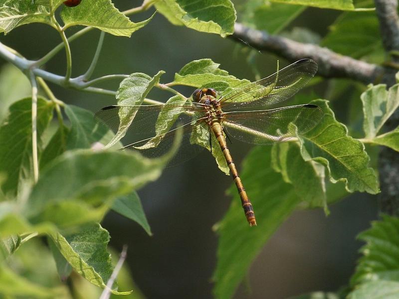 Photo of Eastern Ringtail