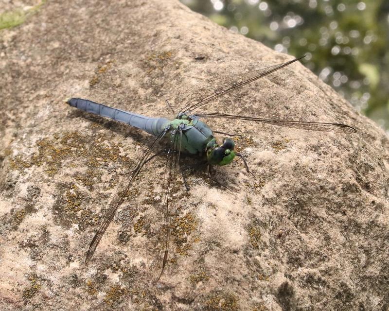 Photo of Eastern Pondhawk