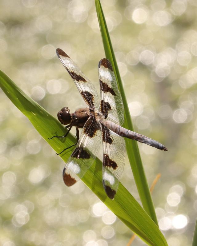 Photo of Twelve-spotted Skimmer