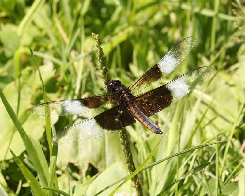 Photo of Widow Skimmer