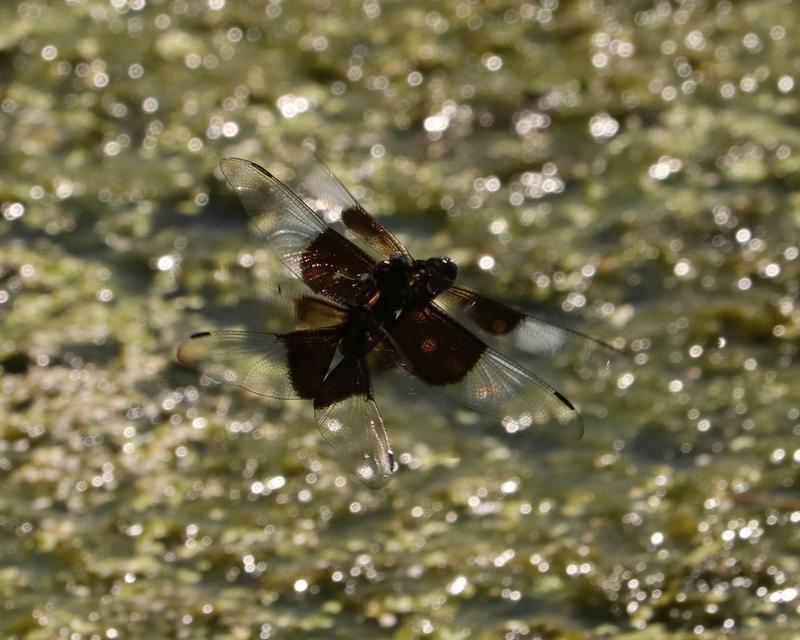 Photo of Widow Skimmer