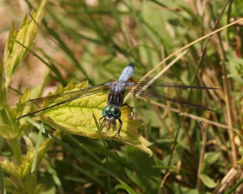 Photo of Blue Dasher