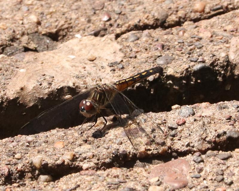 Photo of Blue Dasher