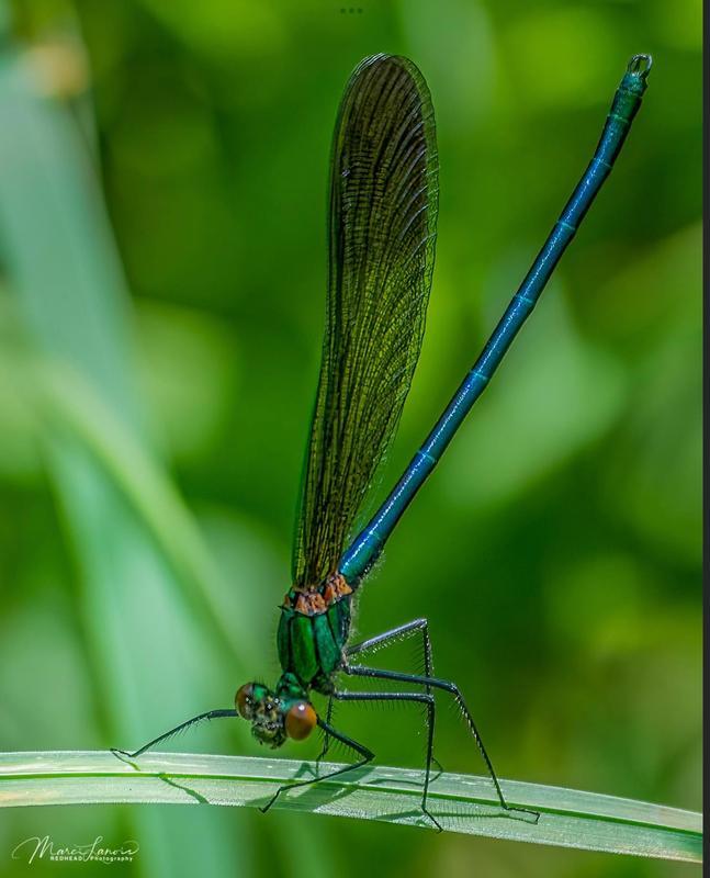 Photo of River Jewelwing