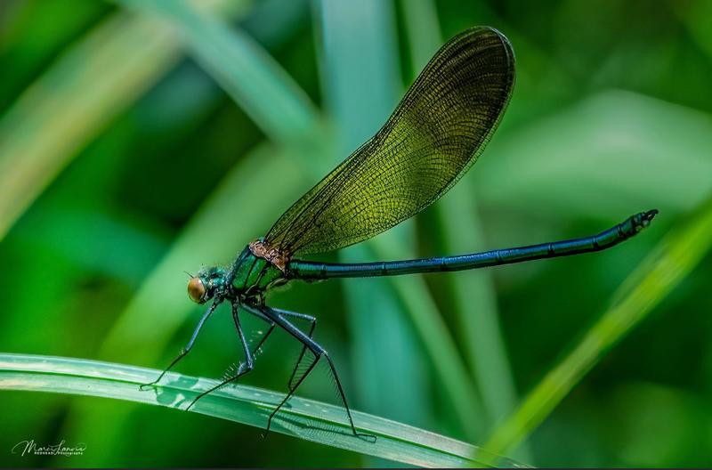 Photo of River Jewelwing