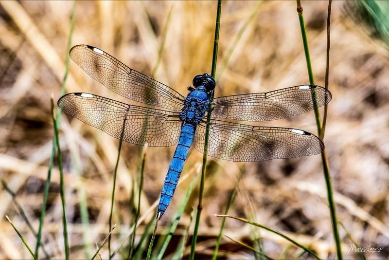 Photo of Spangled Skimmer