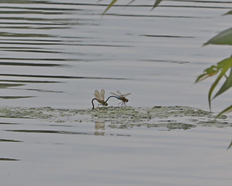 Photo of Common Green Darner