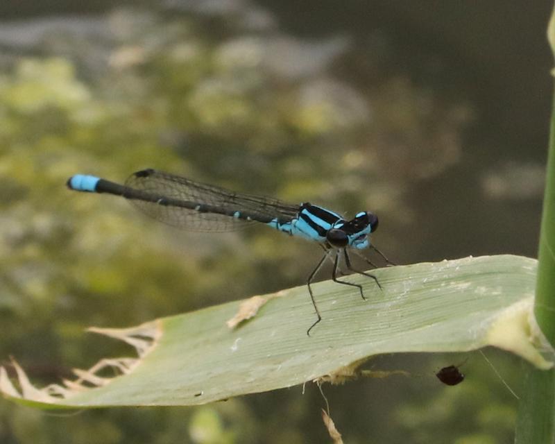 Photo of Skimming Bluet
