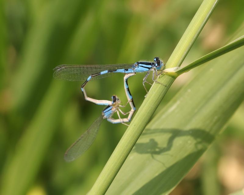 Photo of Tule Bluet