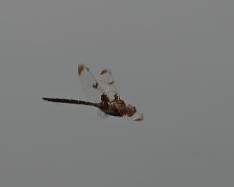 Photo of Prince Baskettail