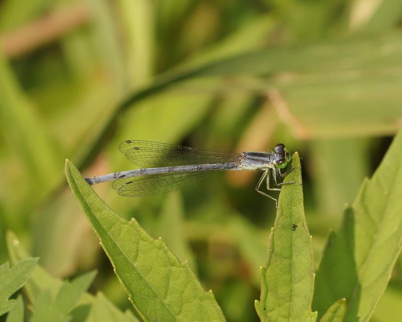 Photo of Eastern Forktail