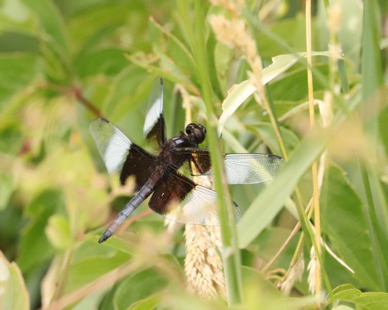 Photo of Widow Skimmer