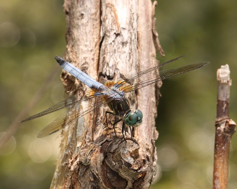 Photo of Blue Dasher