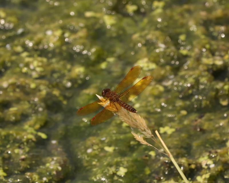 Photo of Eastern Amberwing