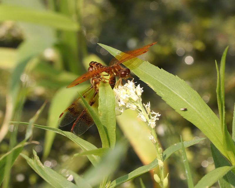 Photo of Eastern Amberwing