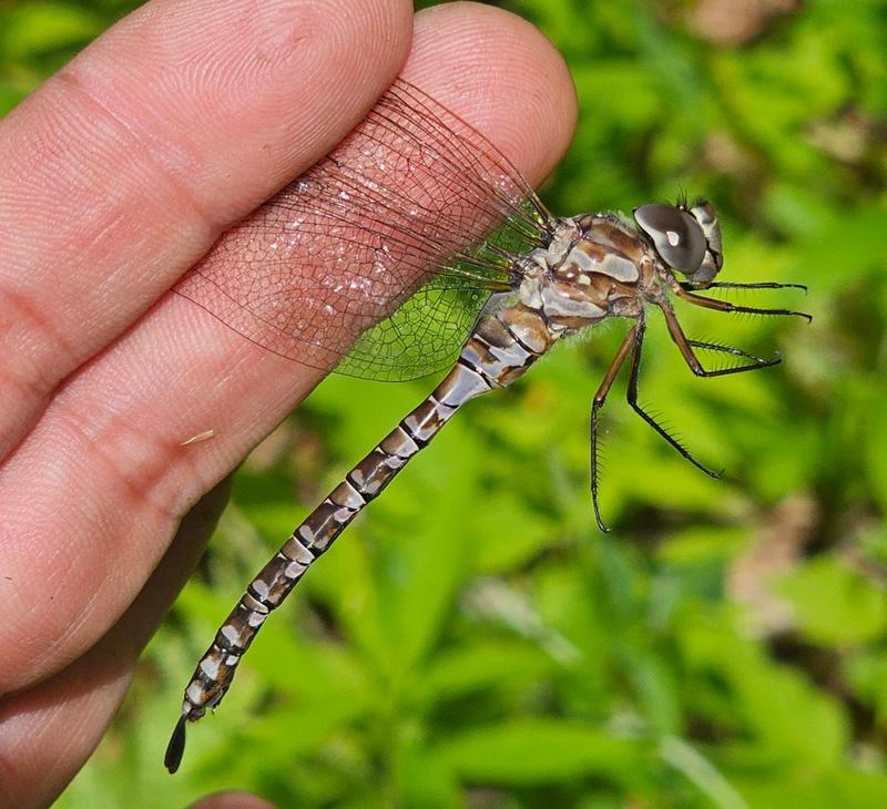 Photo of Canada Darner