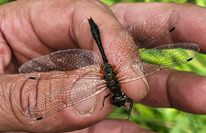 Photo of Racket-tailed Emerald