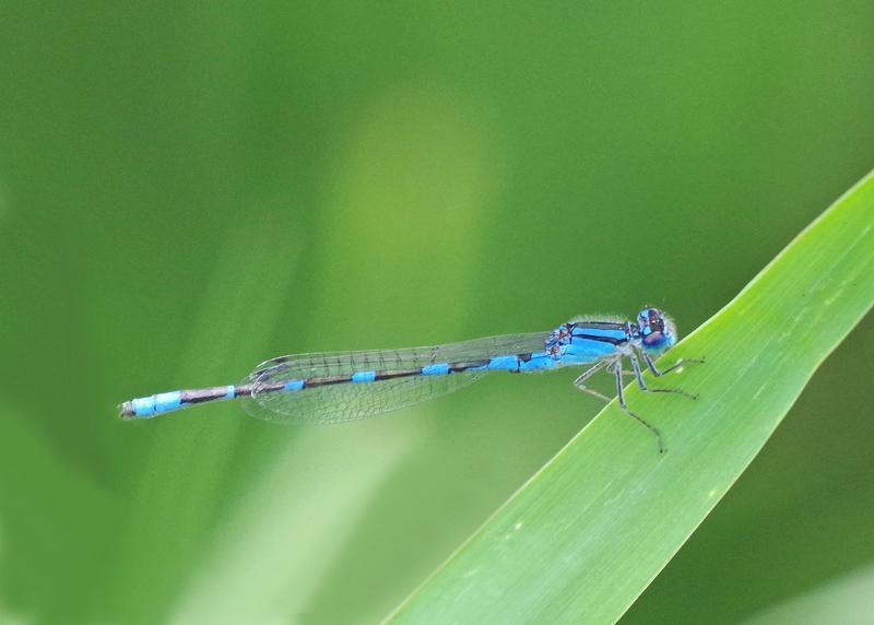 Photo of Tule Bluet