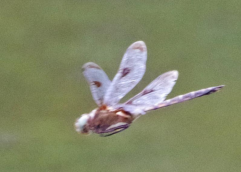 Photo of Prince Baskettail