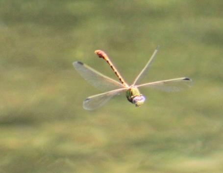 Photo of Eastern Ringtail