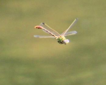 Photo of Eastern Ringtail