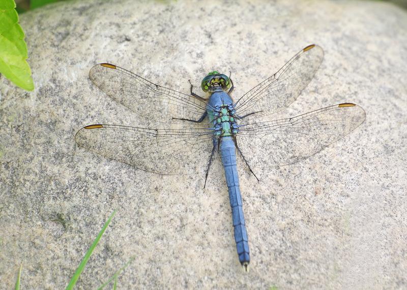 Photo of Eastern Pondhawk